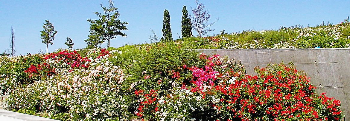 Iga Park Rosenhang