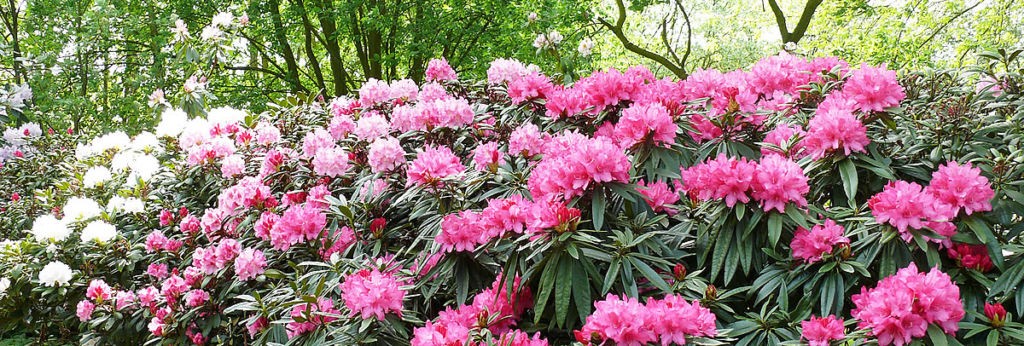 rhododendrenhain