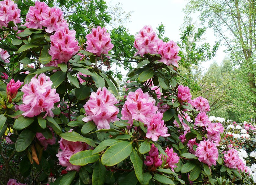 rhododendrenhain iga park rostock