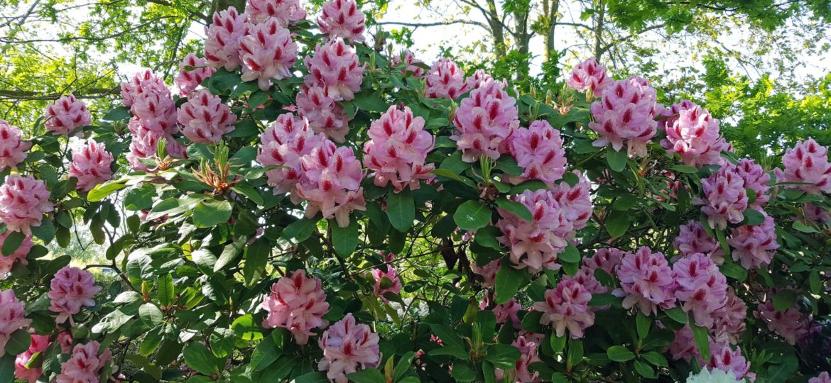 Rhododendron in voller Pracht