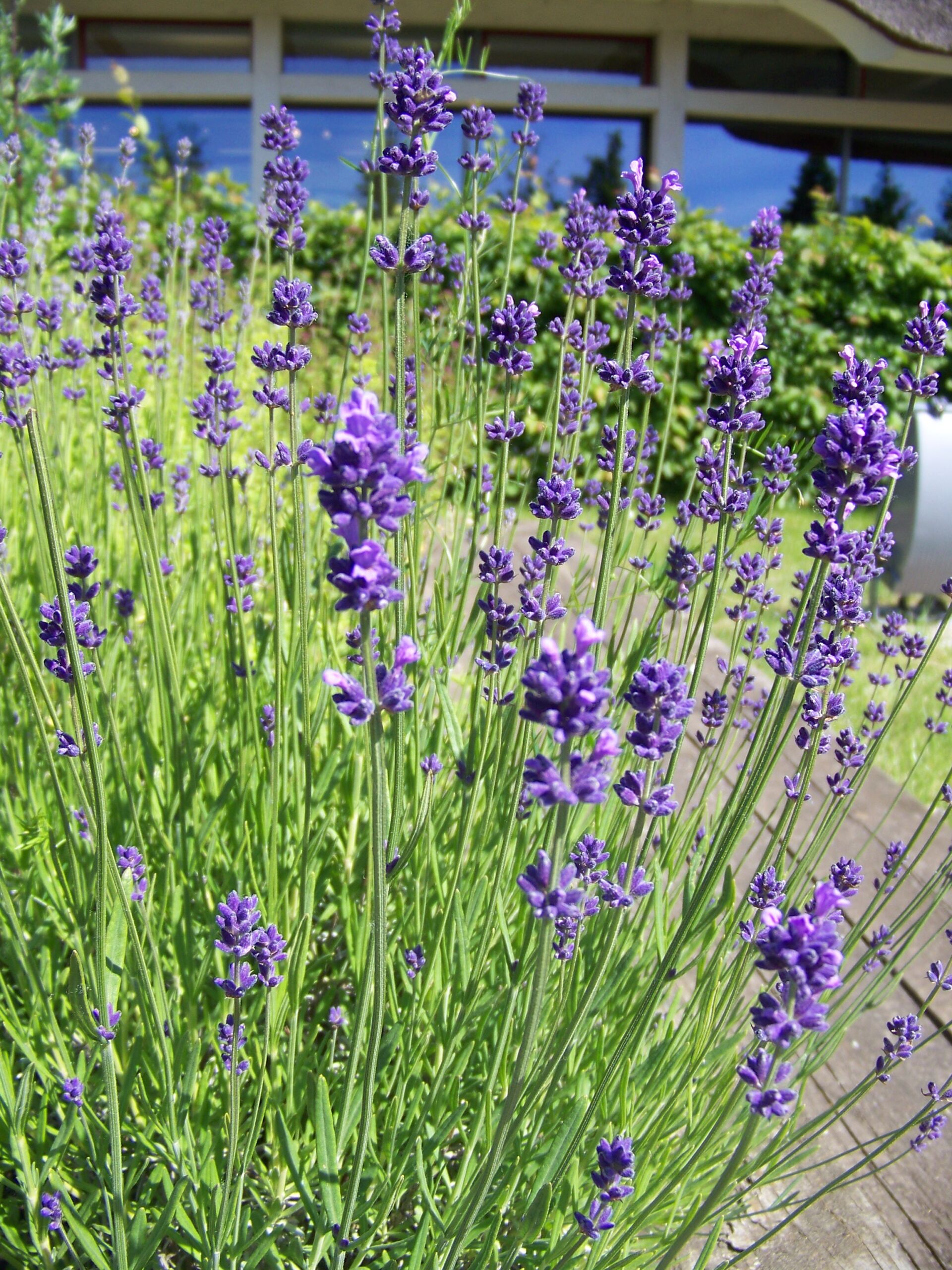 Lavendel II Ehrentraut