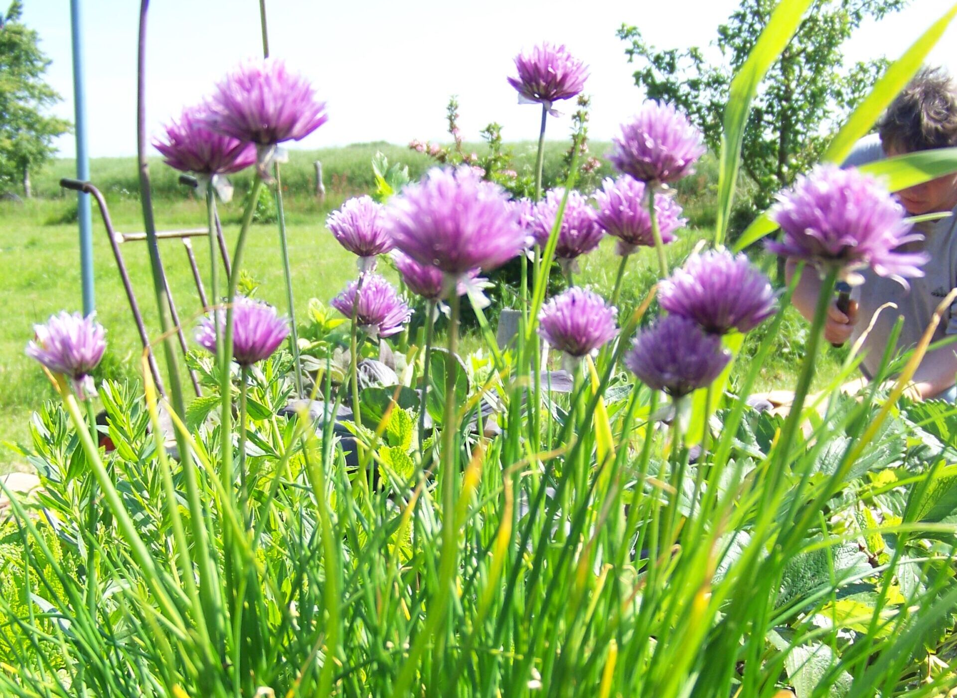 Schnittlauch Ehrentraut